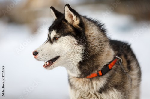 Портрет собаки породы хаски