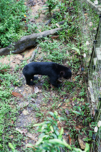 Malayan Sunbear (Helarctos malayanus) in the jungle, Sabah, Borneo, Malaysia. photo