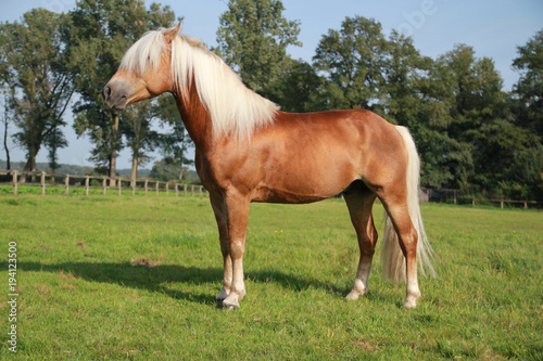 Haflinger