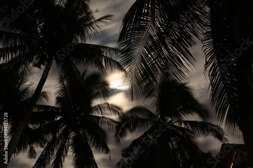 Seeing the moon under some palm trees at night