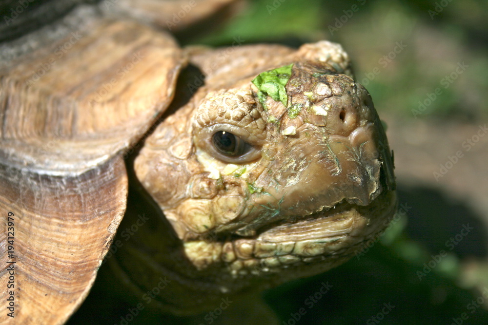 Sporenschildkröte nach der Nahrungsaufnahme Sporenschildkröte nach der Nahrungsaufnahme