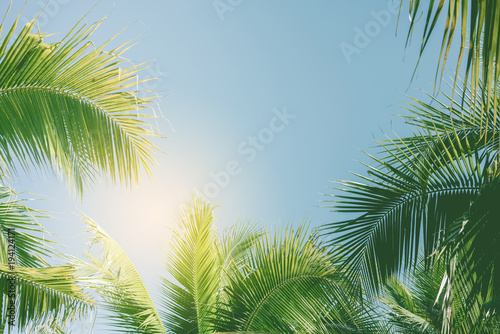 Palm tree with blue sky © natara