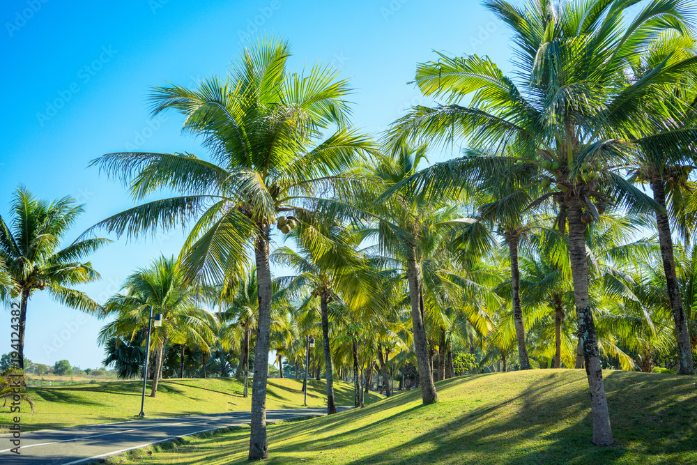 Palm tree with blue sky