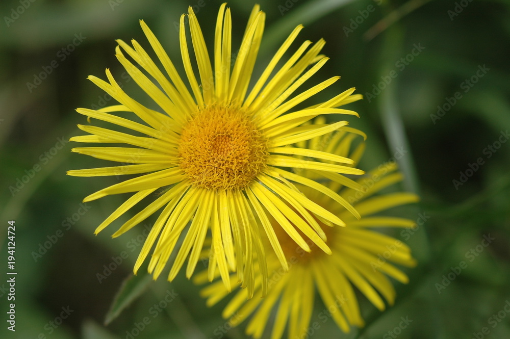 Yellow daisy-like wildflowers in summer bloom, close-up view, Doronicum Yellow daisy-like wildflowers in summer bloom, close-up view, Doronicum