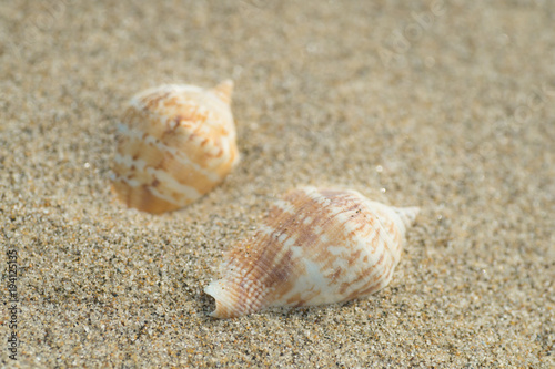 砂浜と貝殻 