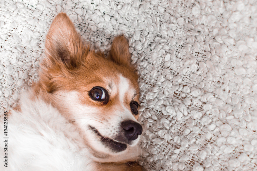 close-up portrait of a dog with a funny look close-up portrait of a dog with a funny look
