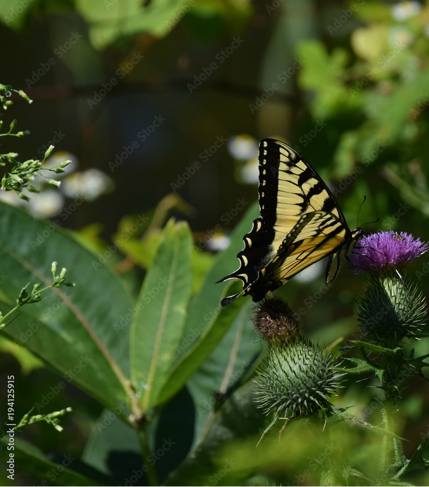 Fototapeta premium Yellow Swallowtail Butterfly