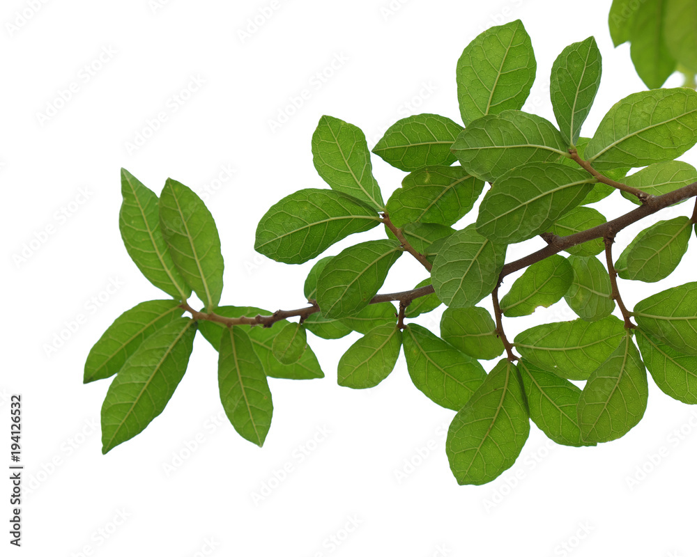 tree branch isolated on white tree branch isolated on white