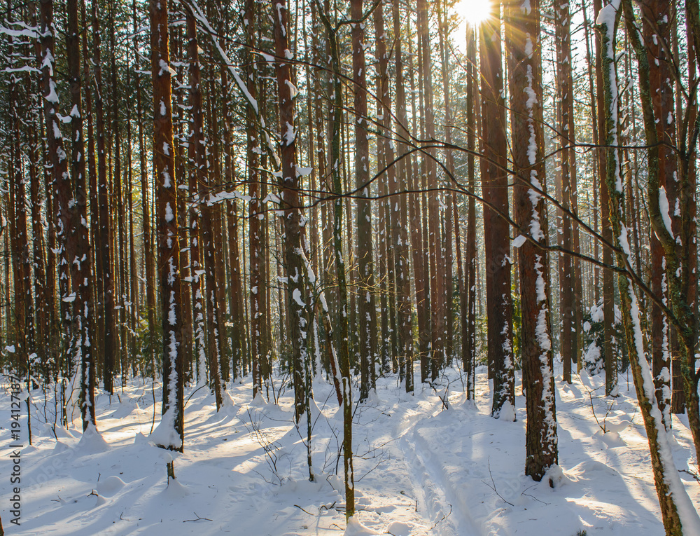 Fototapeta premium Winter pine forest on a Sunny day