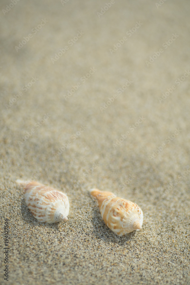 砂浜と貝殻
砂浜と貝殻