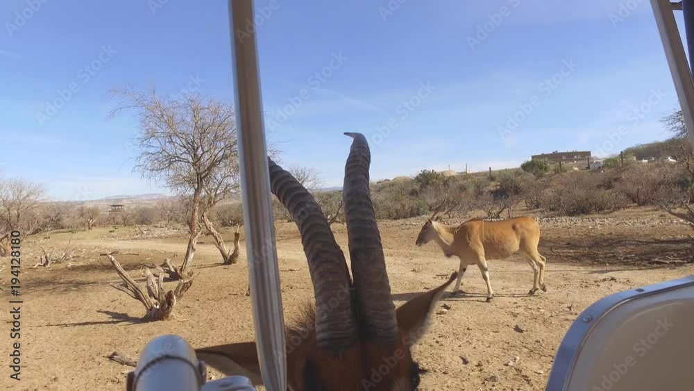sable and eland antelope up close being feb by wildlife video crew