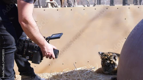 baby tiger being filmed zoom out to reveal filmer photo