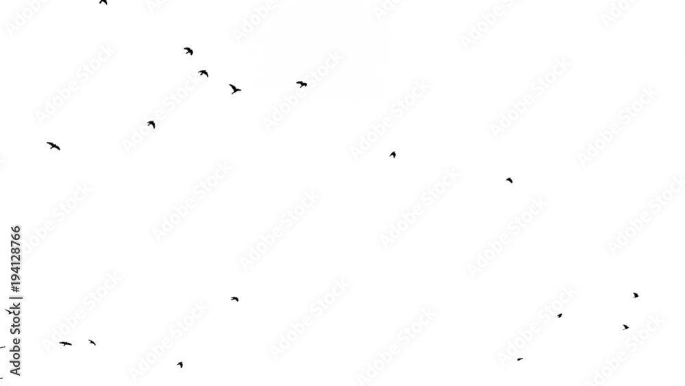 Black birds fly up at top on white background Black birds fly up at top on white background