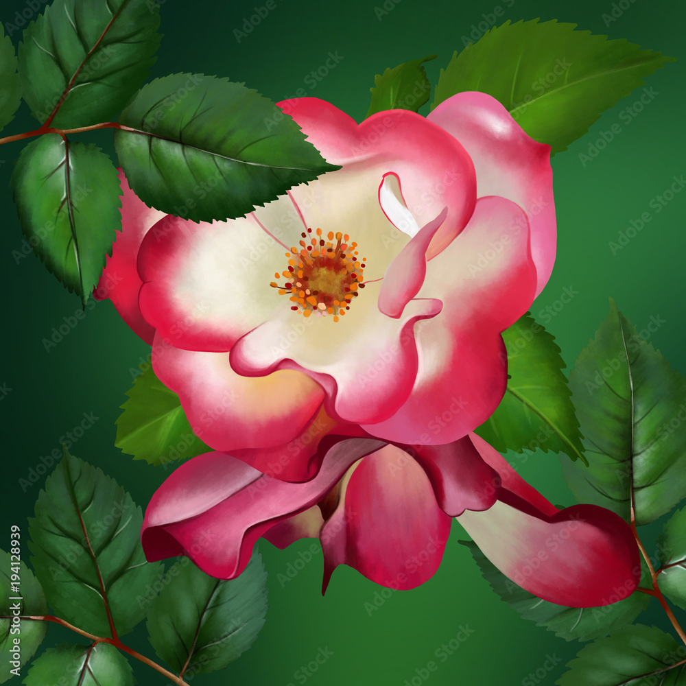 Beautiful gently creamy rose, framed with a red border along the contour,  drowning in petals, on a green background. Stock Illustration | Adobe Stock