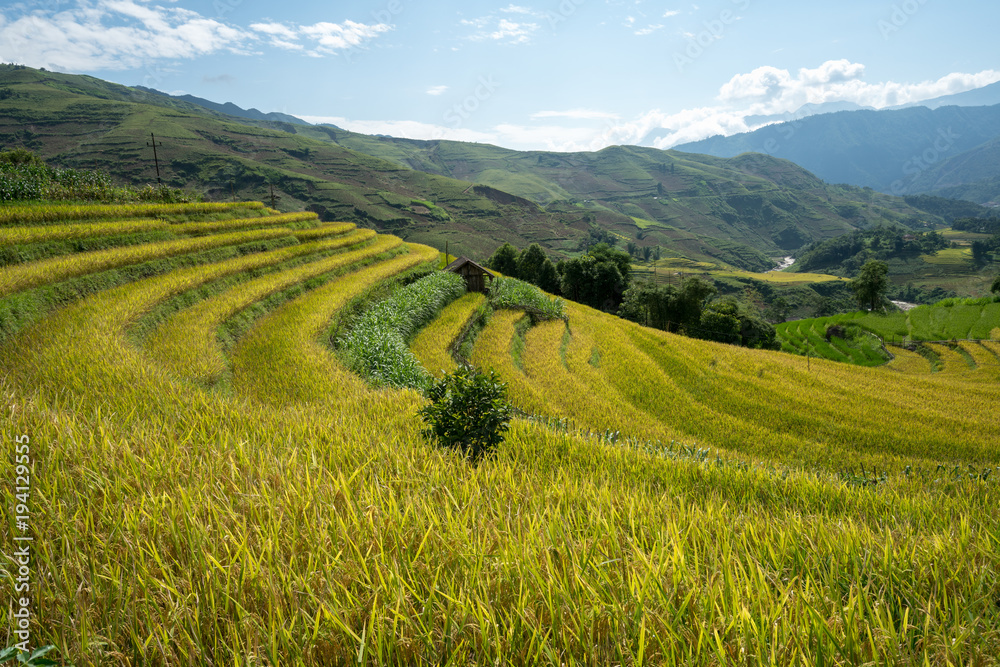 Fototapeta premium Terraced rice field landscape of Y Ty, Bat Xat district, Lao Cai, north Vietnam