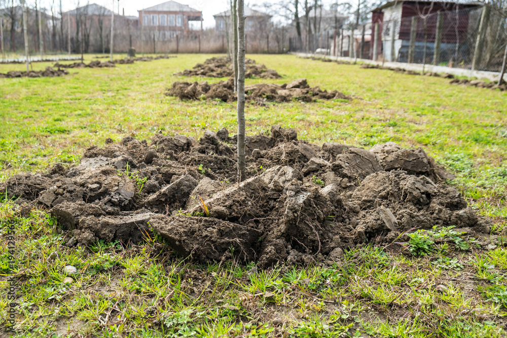 Fototapeta premium Newly planted trees in a row. Nature