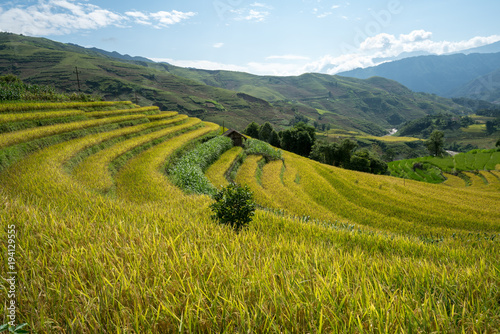 Terraced rice field landscape of Y Ty  Bat Xat district  Lao Cai  north Vietnam