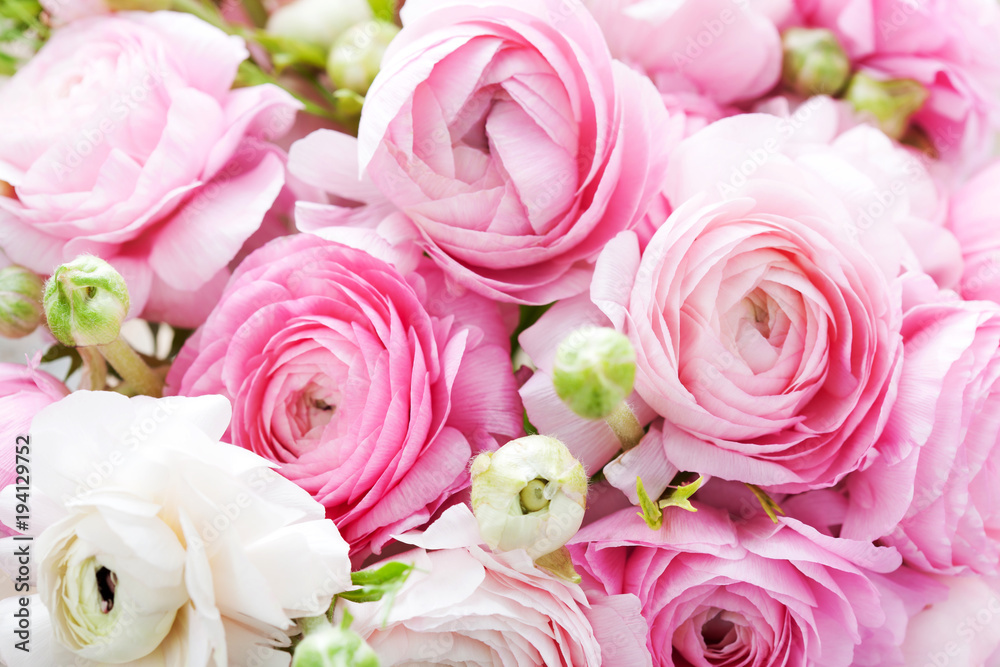 Fototapeta premium Pink and white ranunculus background
