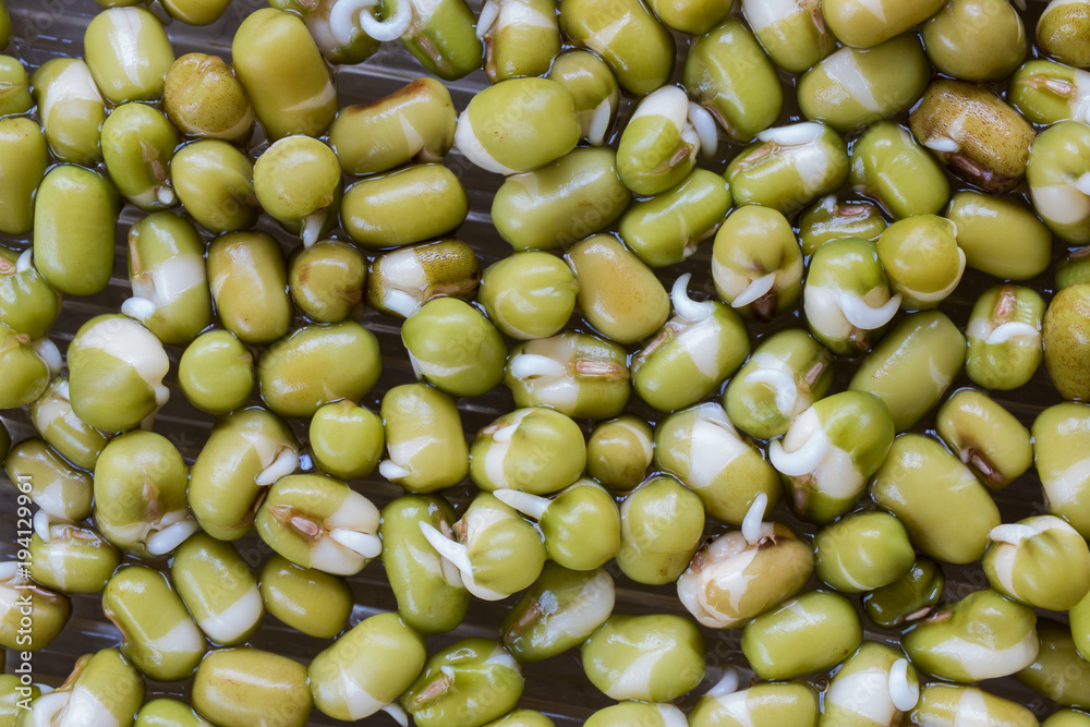 macro shot of germinated mung beans or mush beans, top view macro shot of germinated mung beans or mush beans, top view