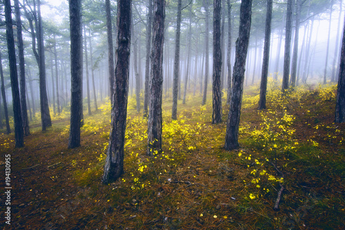 dreamy green forest on misty morning 