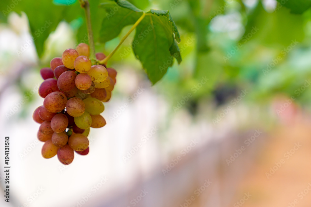 Fototapeta premium A bunch of black grapes for making wine in Thailand. Fresh grapes that have not yet ripened. Green, Red and Black grapes, waiting to be taken to produce wine.