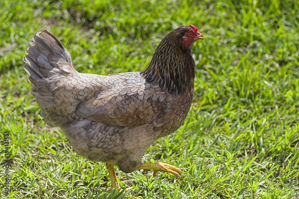 gray chicken with a red comb on a background of green grass