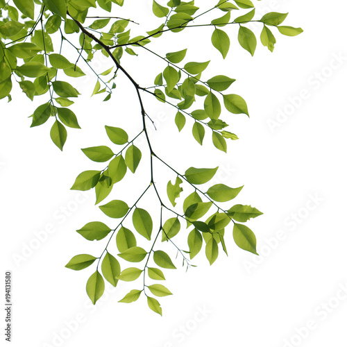 Fototapeta tree branch isolated