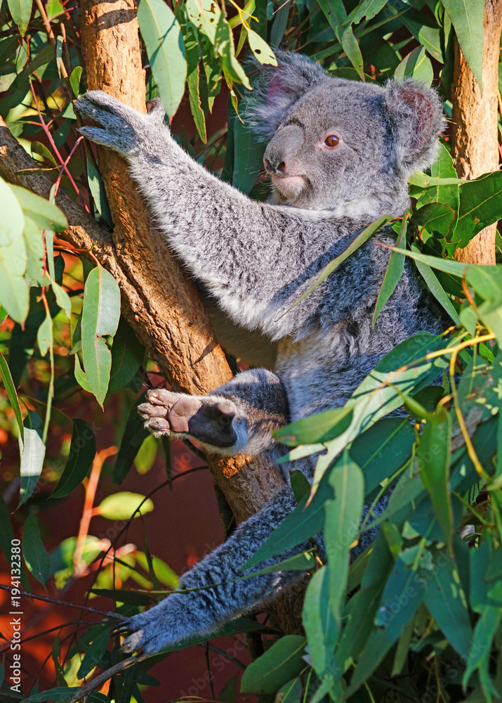 Obraz premium A koala sleeping on a eucalyptus gum tree in Australia