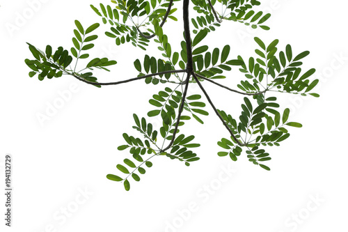 tree branch isolated