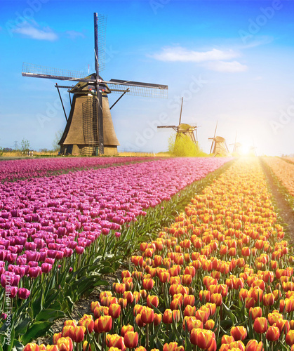 Obraz na płótnie Magical fairy fascinating landscape with flowers tulip field in Holland, Europe at sunlight (meditation, anti-stress, Harmony - concept) w salonie