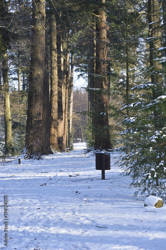 avenue from pseudotsuga winter photo