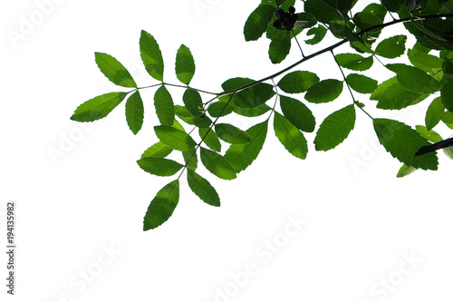 green tree branch isolated on white