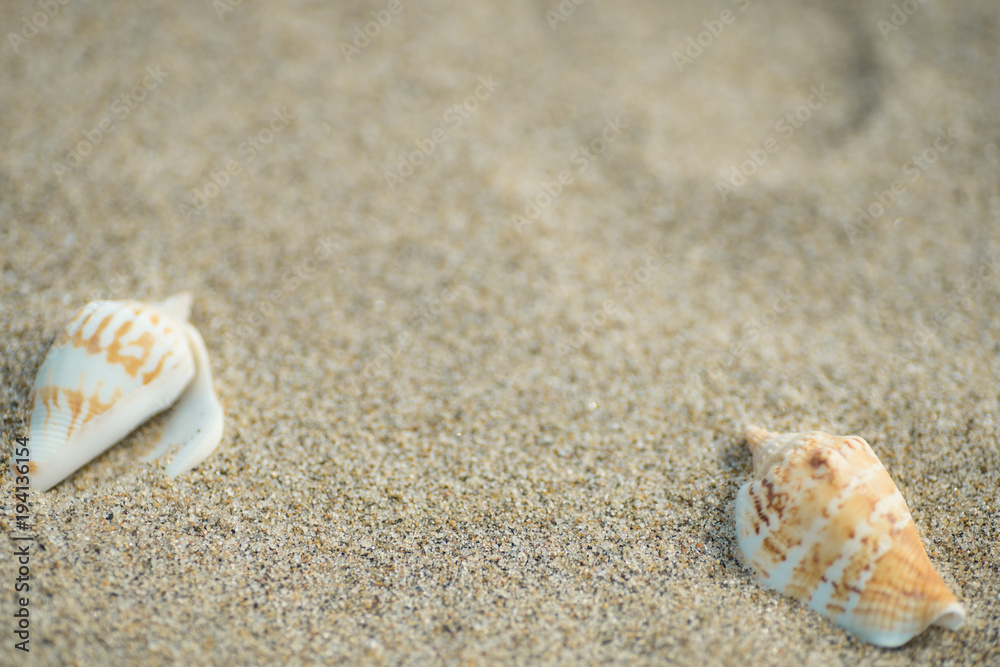 砂浜と貝殻
