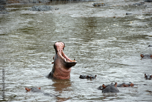 Hippo school at Seronera river, Tanzania, Africa