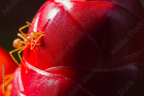 close up red ant on cheilocostus speciosus flower photo