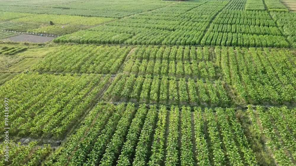 Tobacco Plants Farmland High Aerial View 4K Motion (float up) Tobacco Plants Farmland High Aerial View 4K Motion (float up)