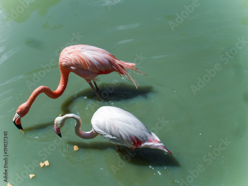 Flamingo on the pond 