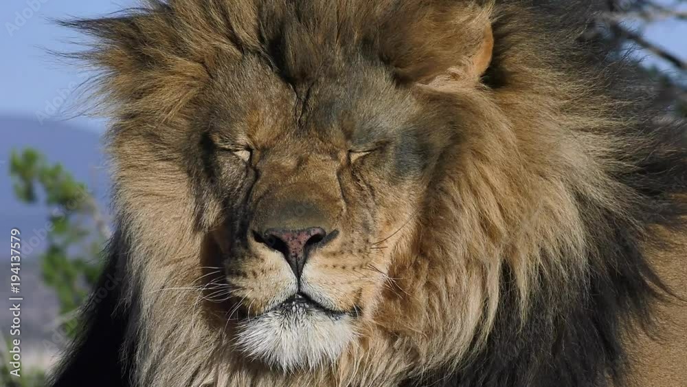 male lion closeup pan across slow motion male lion closeup pan across slow motion