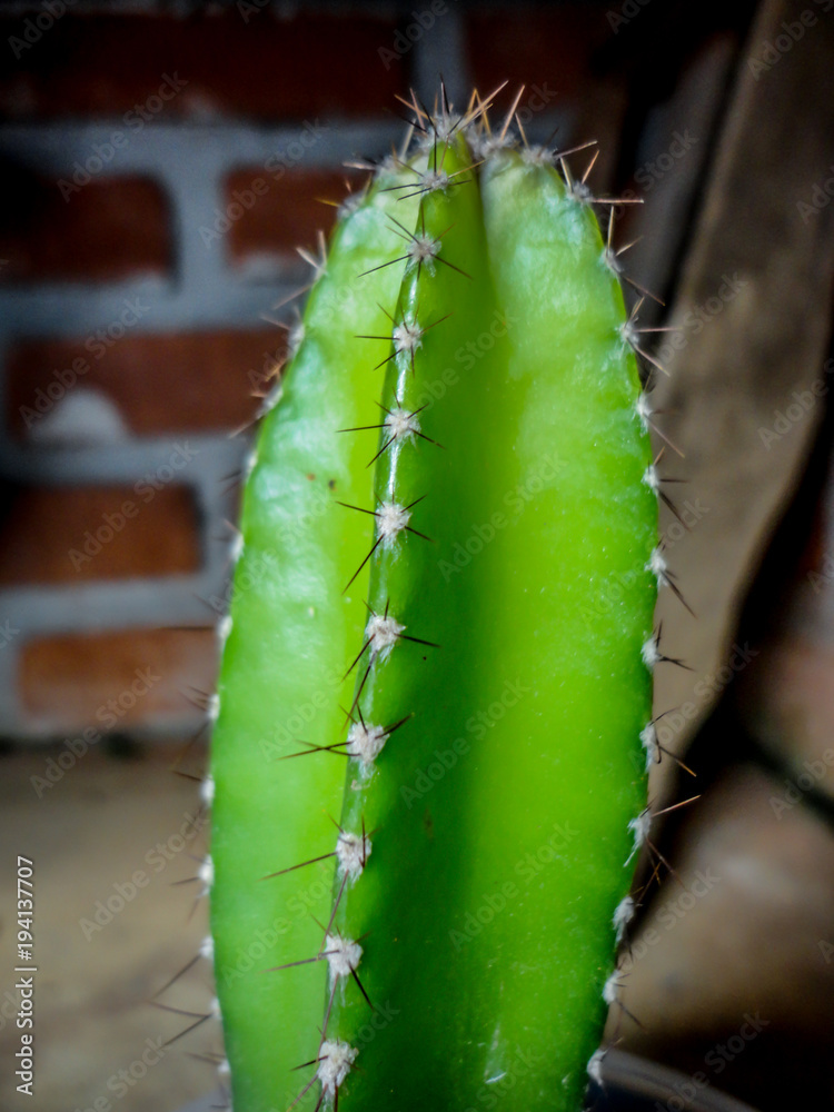 Fototapeta premium Cactus