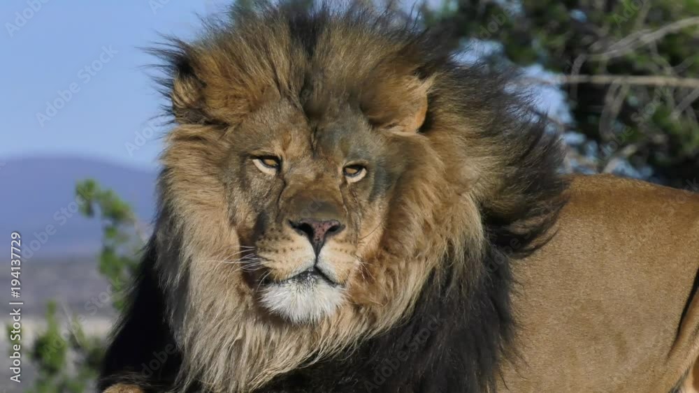 lion pan and zoom out slow motion 4k lion pan and zoom out slow motion 4k
