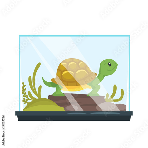 animal pet - turtle in terrarium.