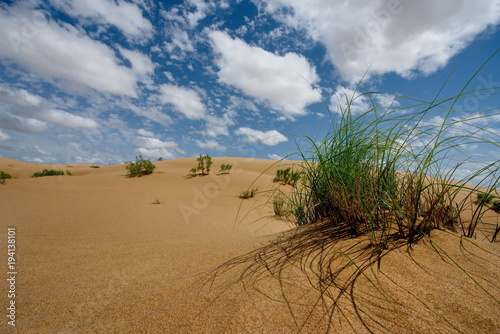 West Kazakhstan. Life in sand dunes Senek.
