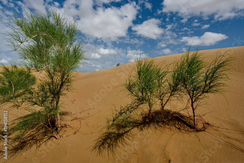 West Kazakhstan. Life in sand dunes Senek. photo