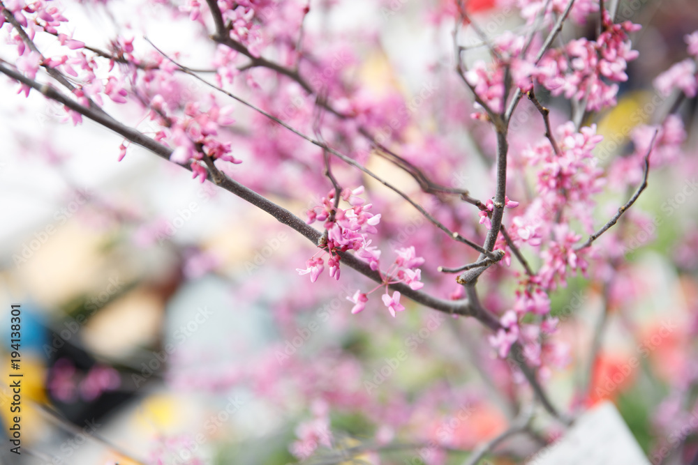 spring time buds spring time buds