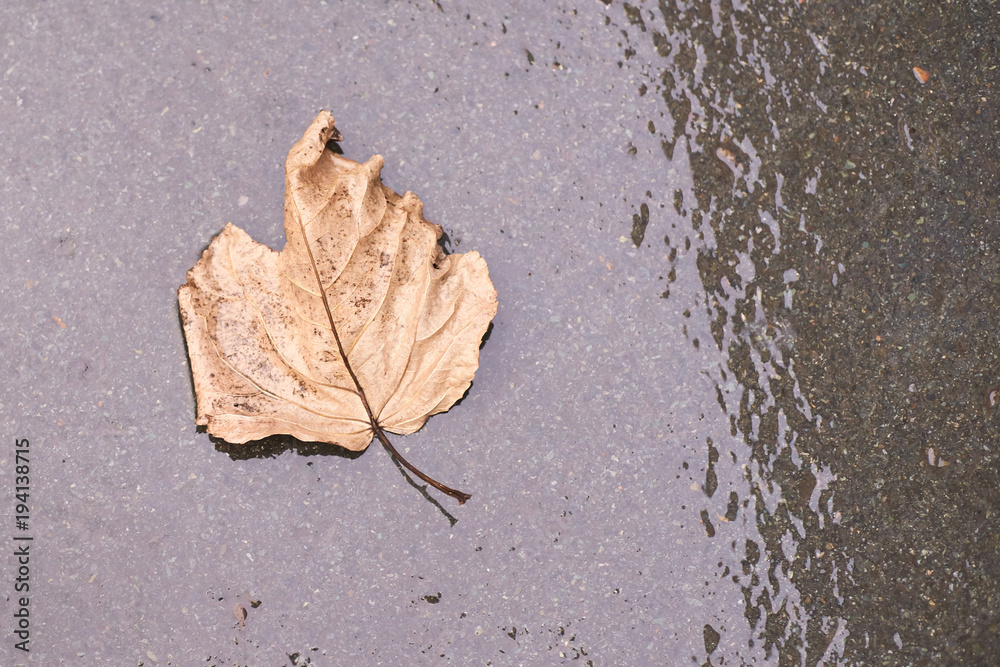 Wet dark asphalt. Large yellow dry autumn leaf Wet dark asphalt. Large yellow dry autumn leaf