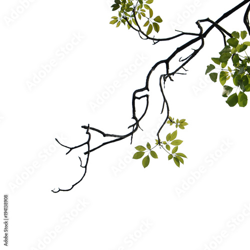 green tree branch isolated on white
