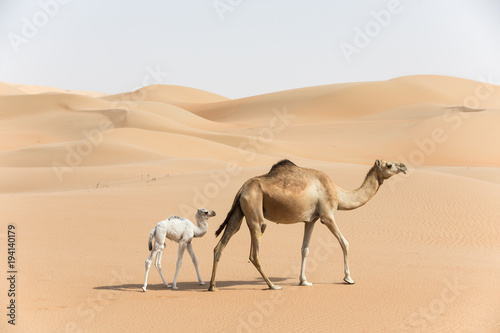 Proud Arabian dromedary camel mother walking with her white colored baby in the desert Abu Dhabi, UAE.