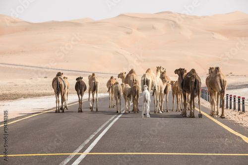Photography A herd of Arabian camels  - dromedaries walking on the asphalt road