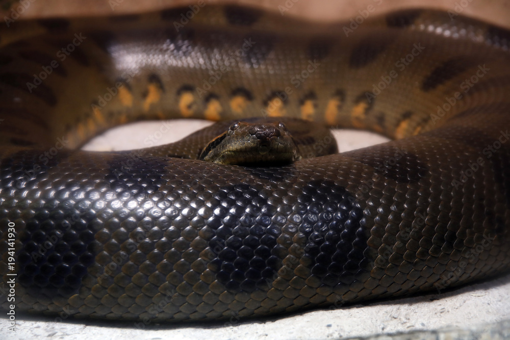 Fototapeta premium Große Anakonda (Eunectes murinus)