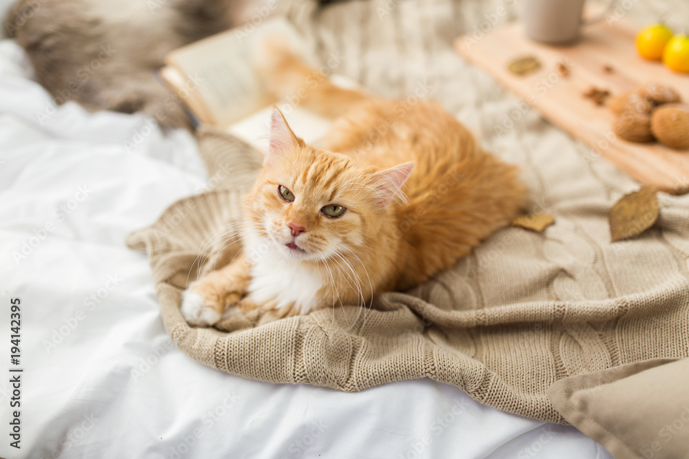 red tabby cat lying on blanket at home in autumn